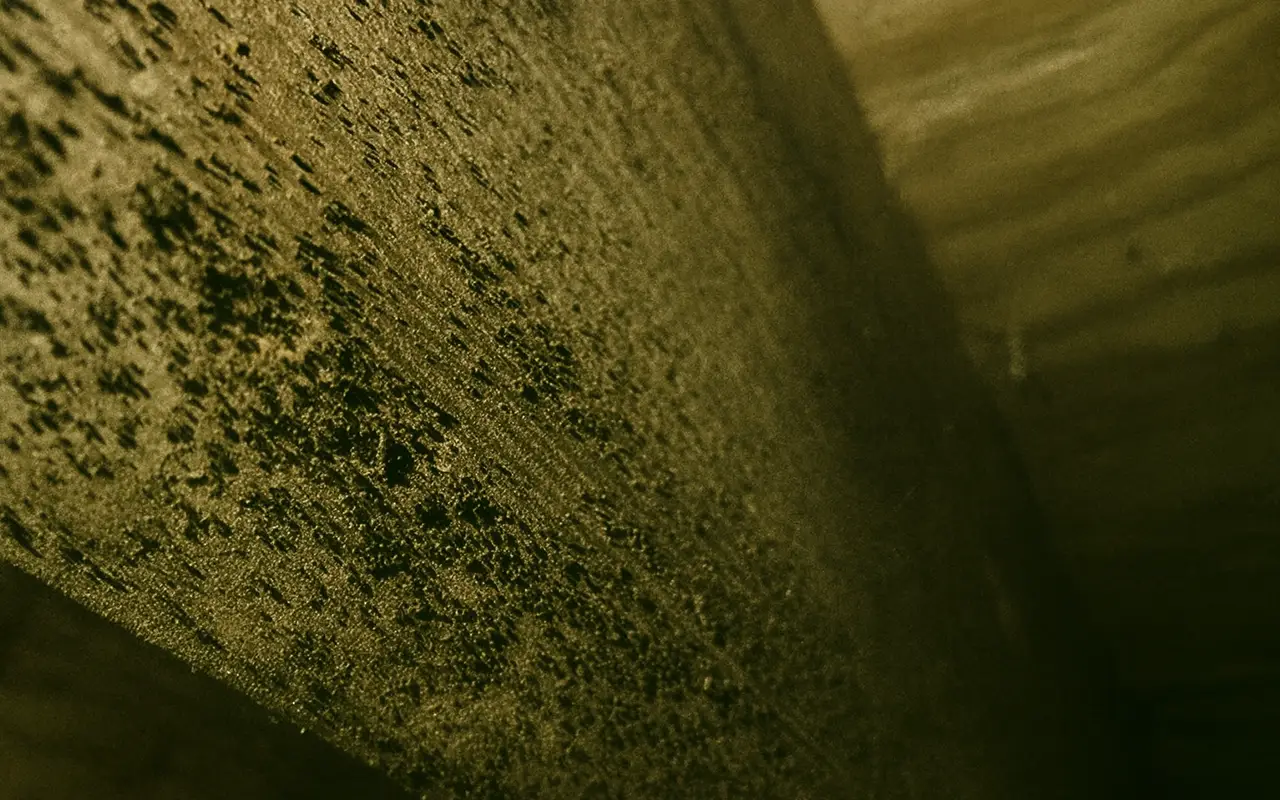 Mold Growth on Crawlspace Floor Joists Prevent mold after crawlspace flooding showing mold growth on wood floor joists