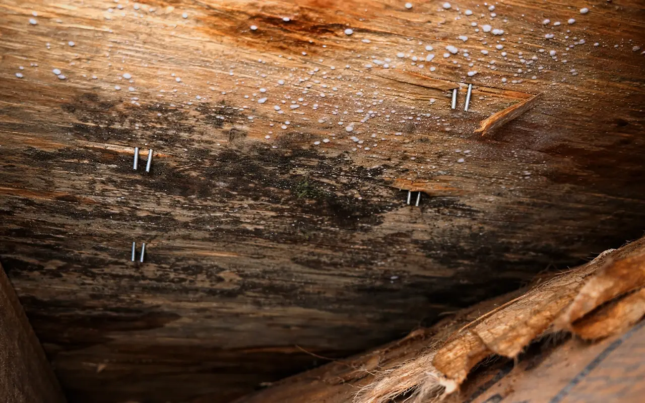 Water damage and mold on wooden subfloor Mold growth and water damage visible on wooden subfloor